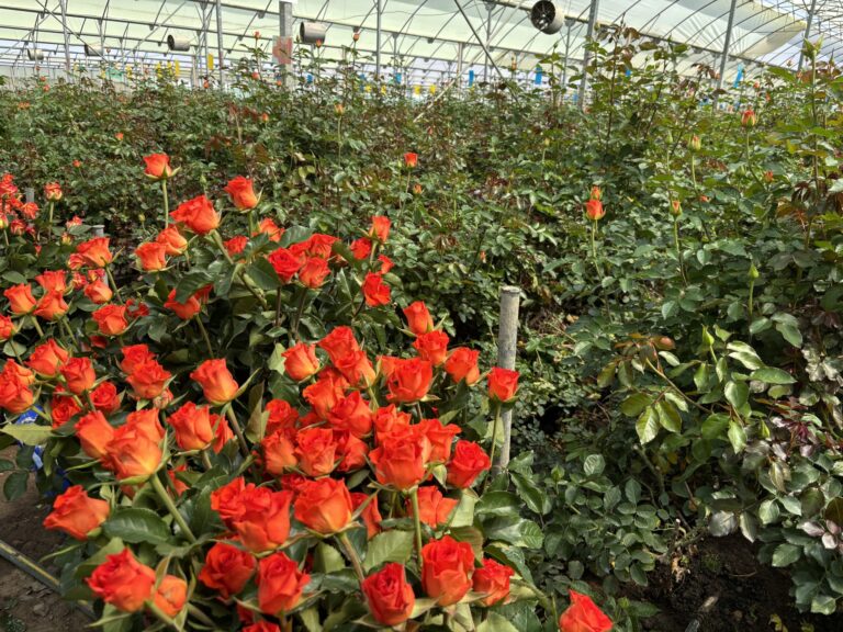 ナイヴァシャの薔薇